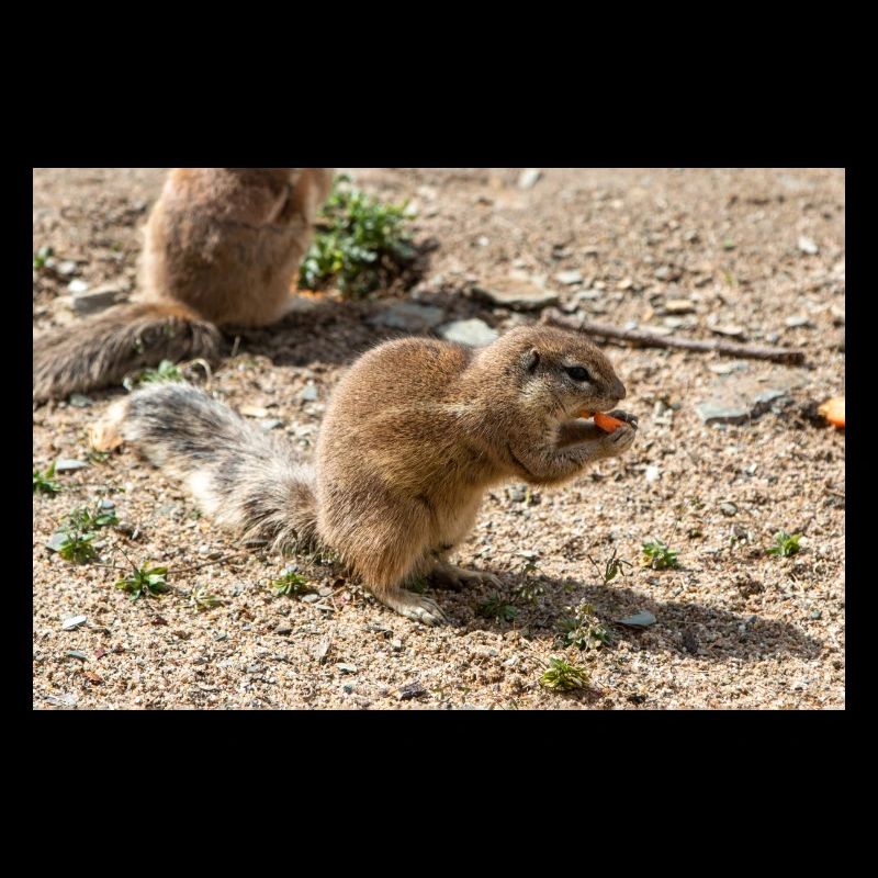 African ground squirrels (in german Afrikanische B