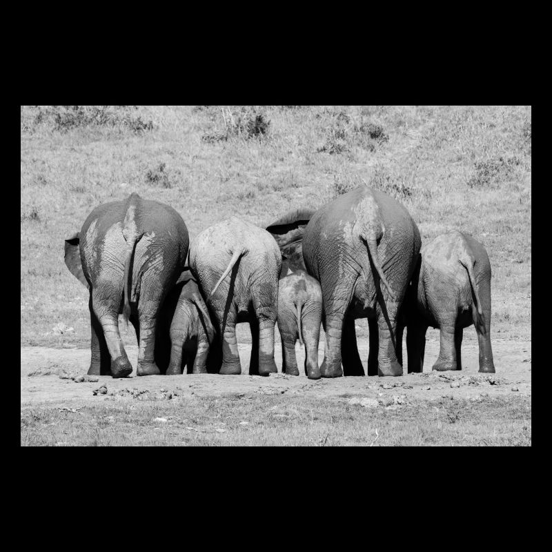 Cuddling Elephants