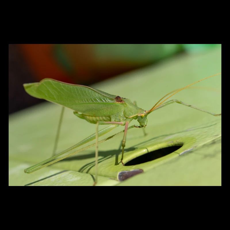 Krauss-Buschgrille Isophya kraussii