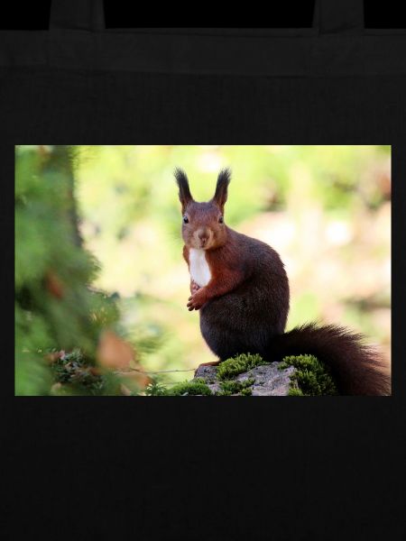 Eichhörnchen