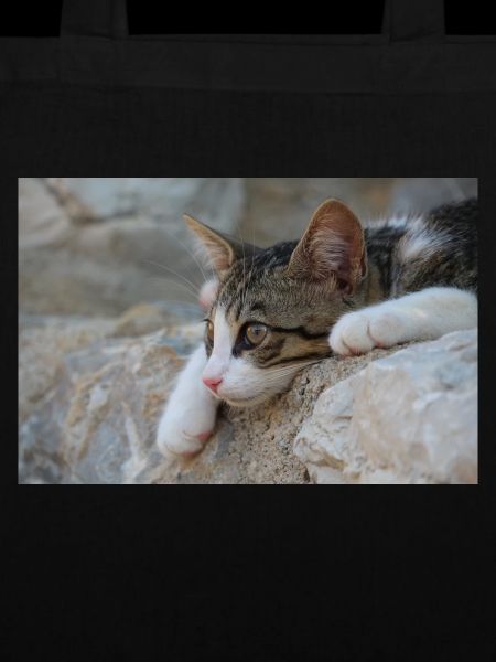 Katzen