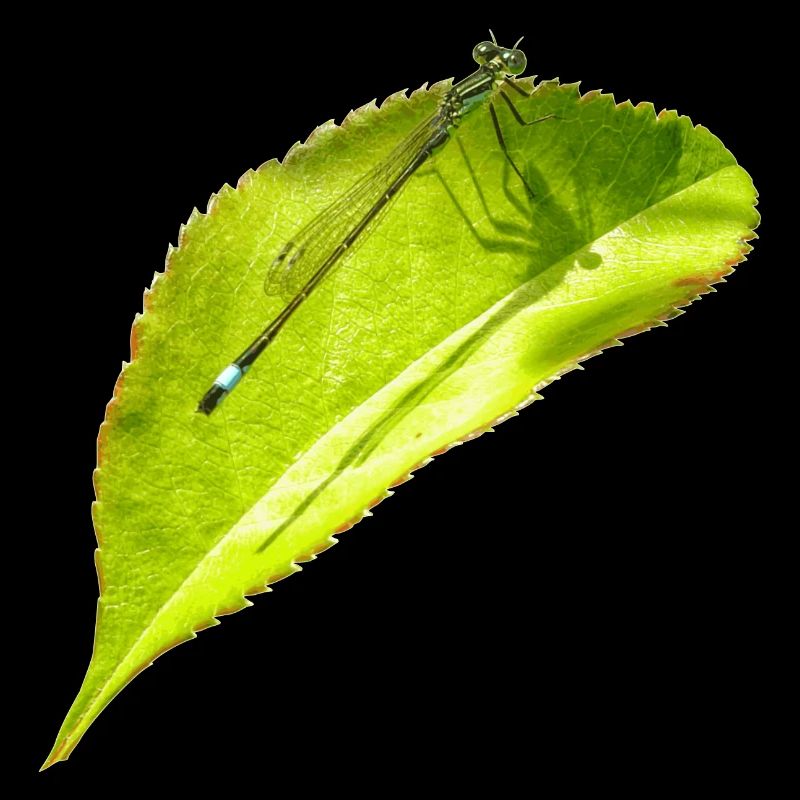 Une libellule repose sur une feuille
