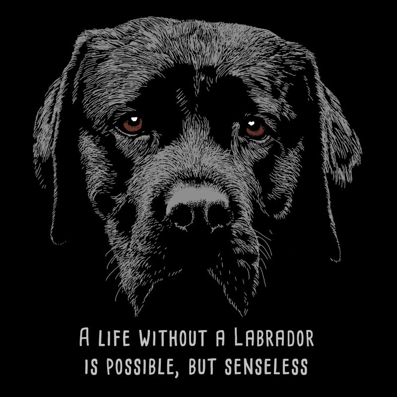 Labrador 12 2018 01