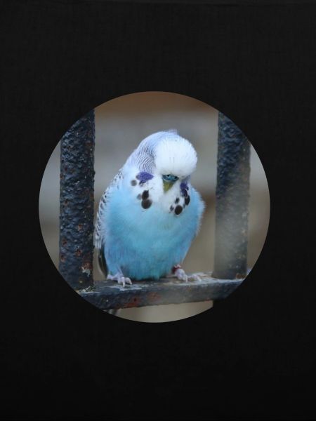 Blue budgerigar budgerigars