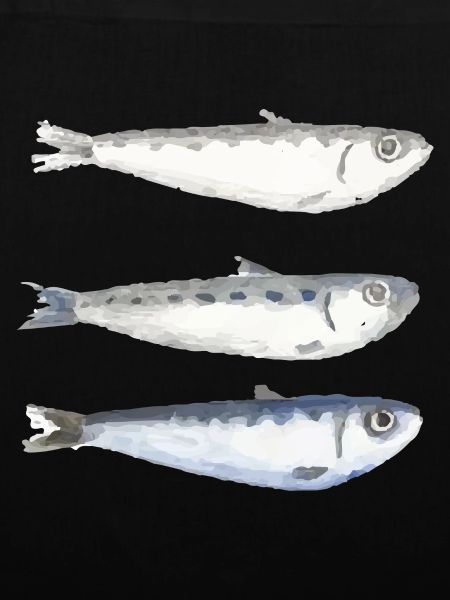 Sardine