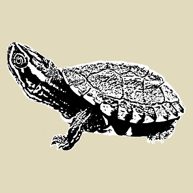 turtle