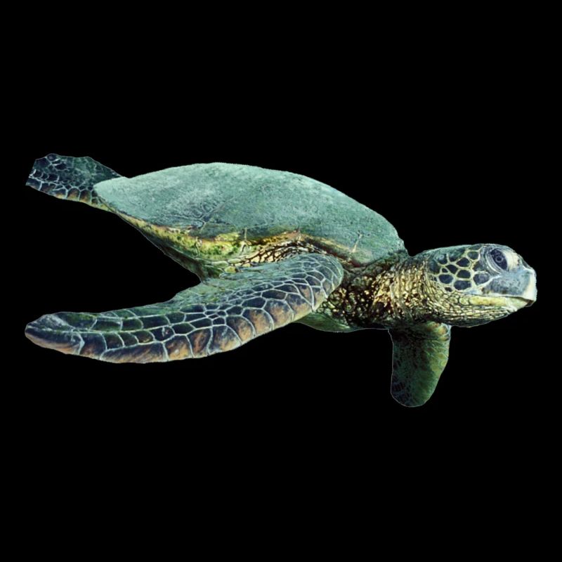turtle schildkroete tiere animals6