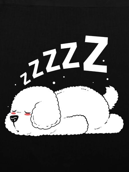Bichon Frise Hund