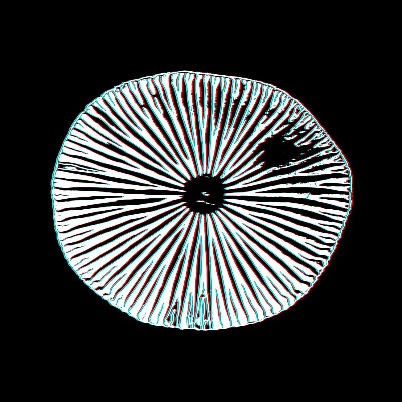 Champignons magiques psychédéliques impression 3D minimale