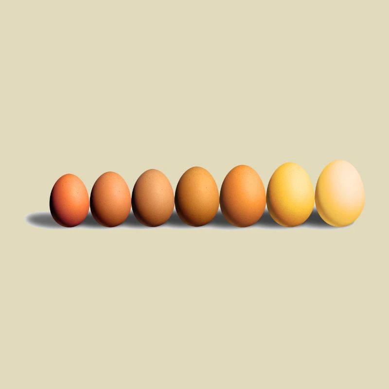 Eier
