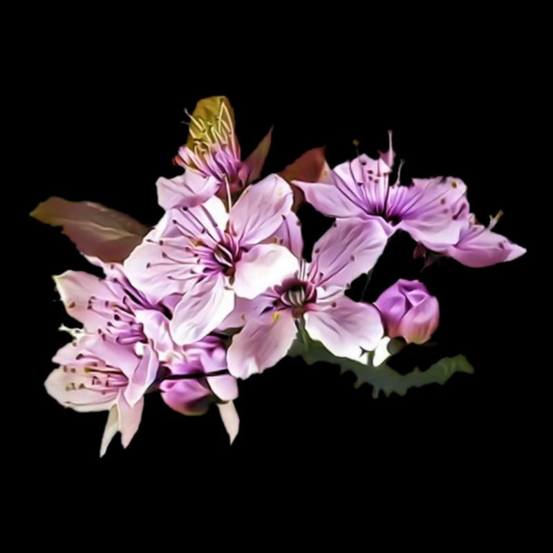 Kirschblüte