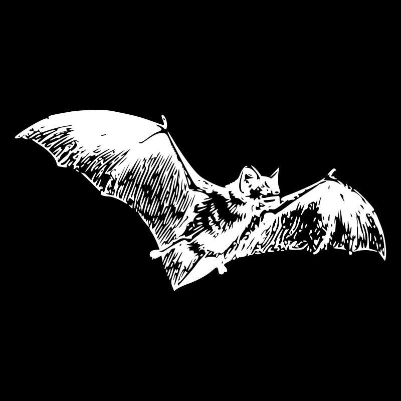 Fledermaus bat