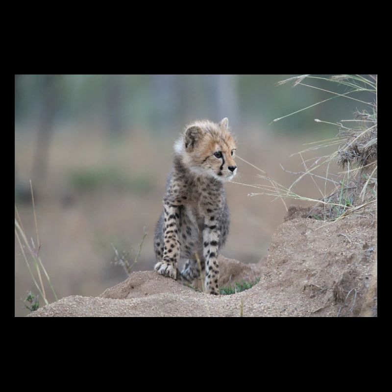 Junger Gepard