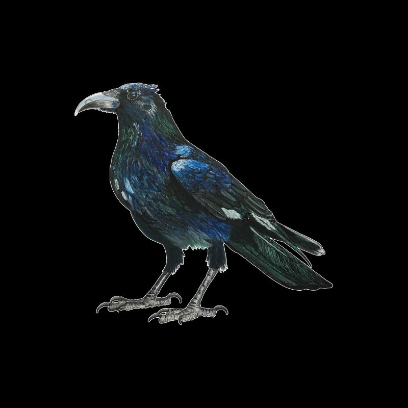 Raven crow with slightly bluish green feathers
