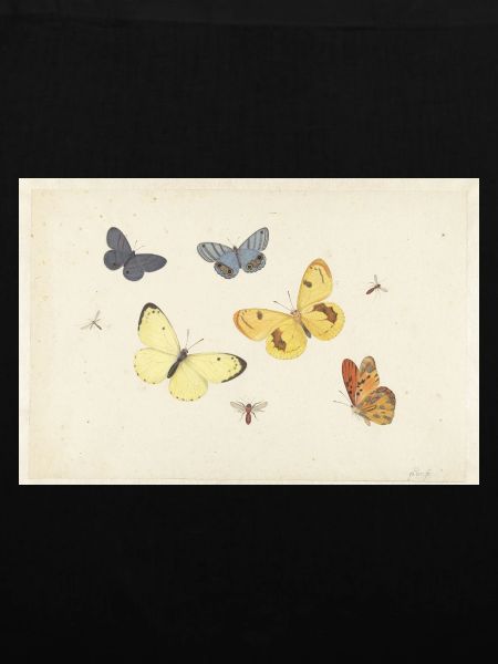 Sheet_of_Studies_with_Five_Butterflies