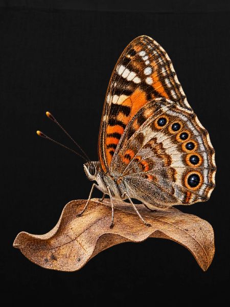 Schmetterling Mauerfuchs