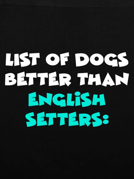 English Setter Englischer Setter
