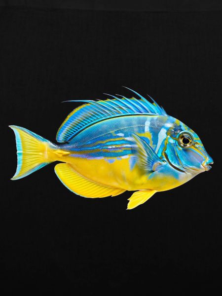 Vivid Parrotfish Burst