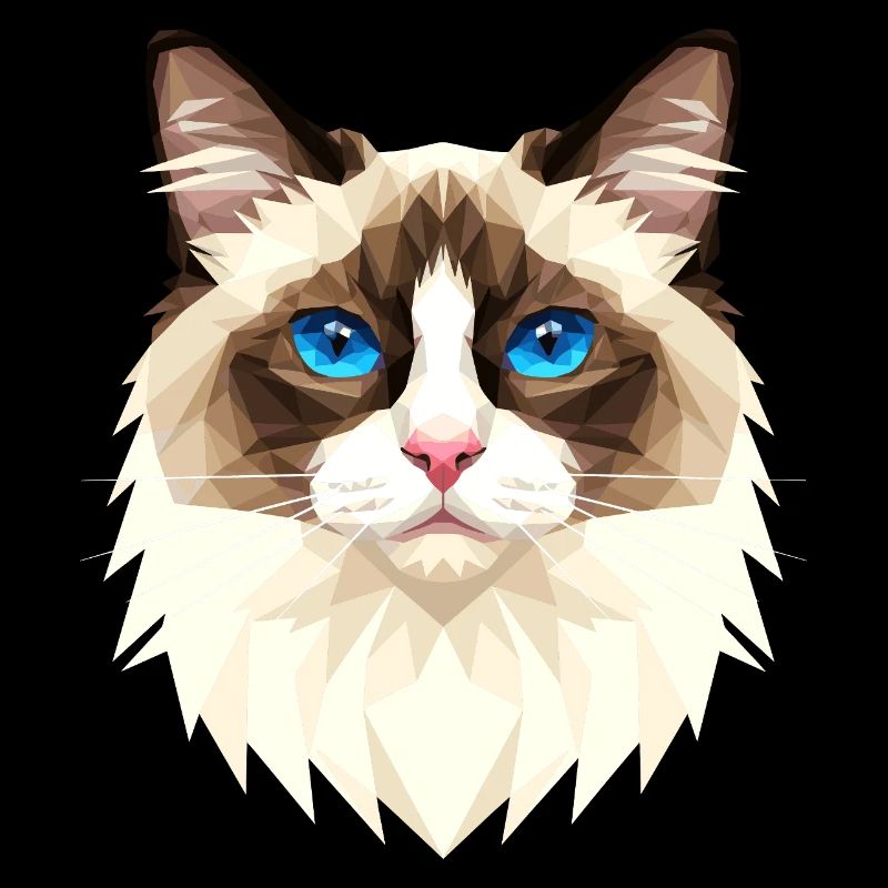 Ragdoll Chat Ragdoll Chat Mignons Chats Ragdoll