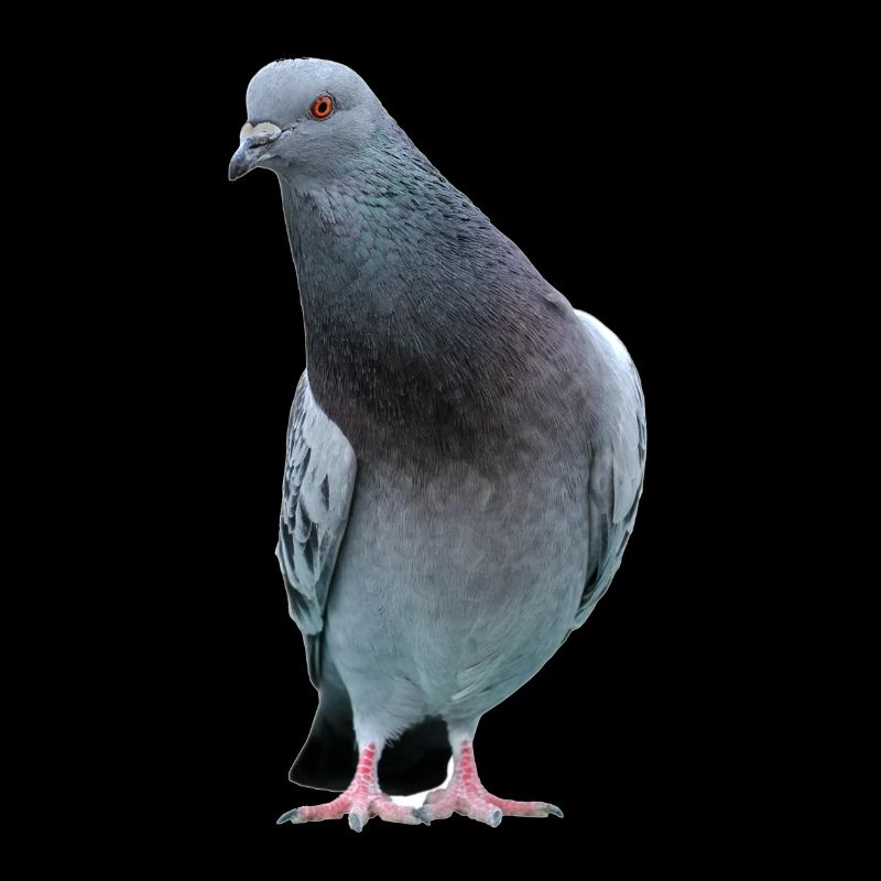 Colombe. Colombe