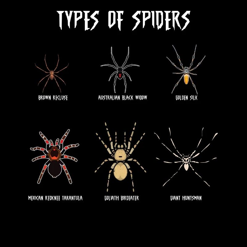 Espèces d’araignées, araignées
