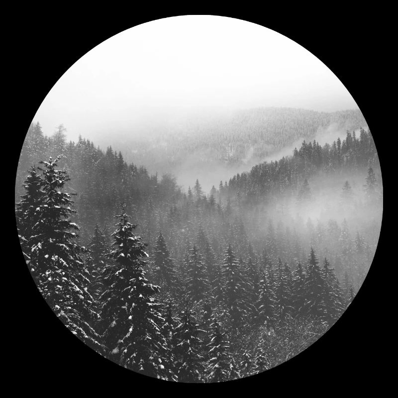 Forêt d'hiver enneigée