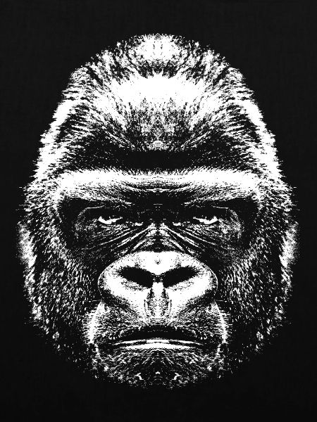 Gorilla - Kopf