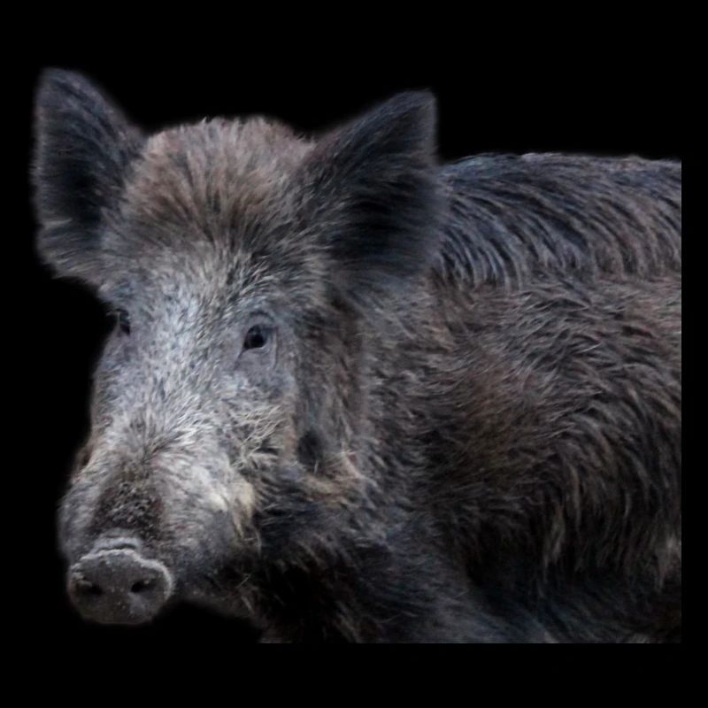 Wild boar Wild boar Pig Sow Pigs