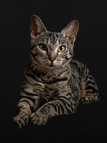 Egyptian Mau