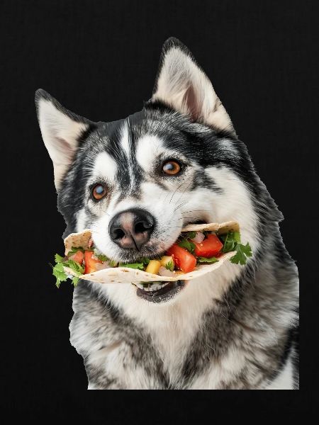 Alaskan Malamute