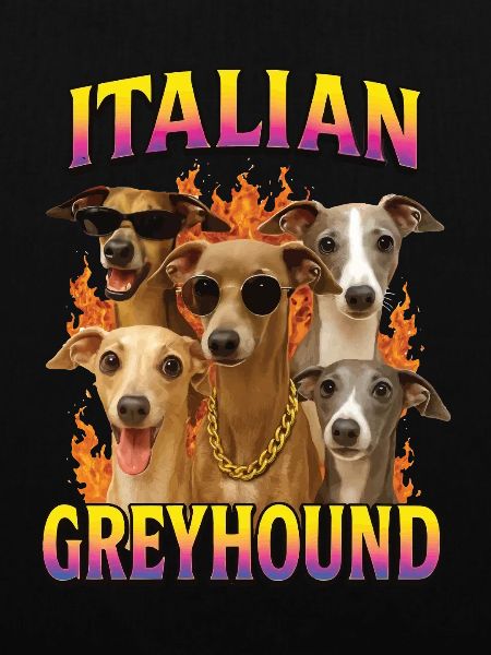 Italienisches Windspiel
