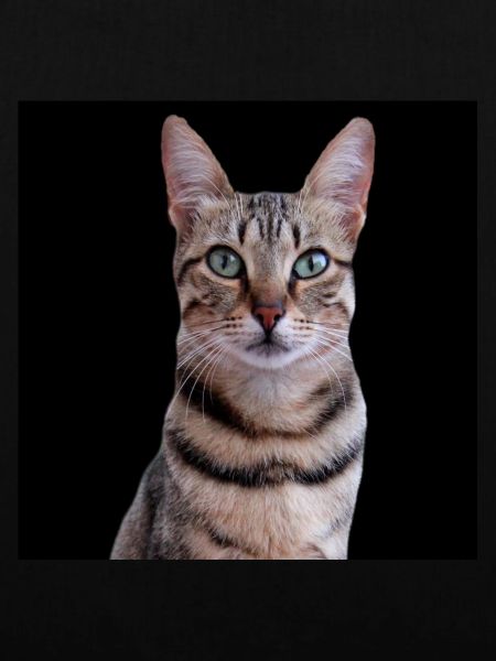 Katze Katzen