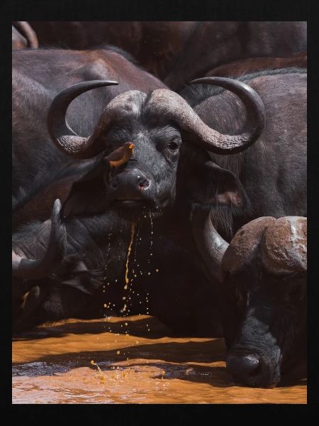 BUFFALO STRENGTH