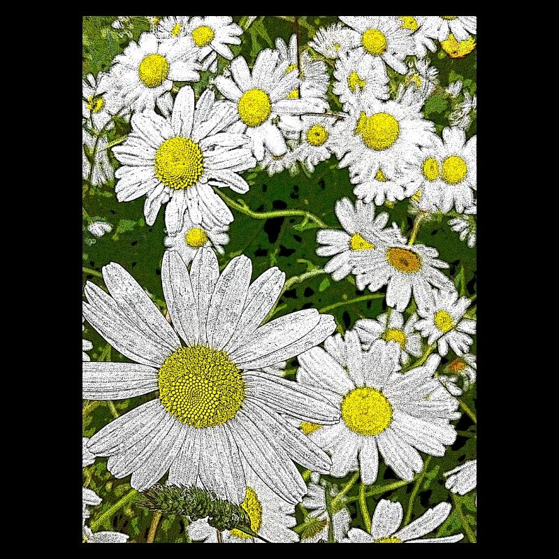 Gänseblümchen