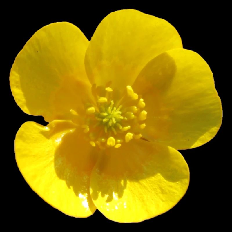 Fleur, Jaune, Fleur Jaune