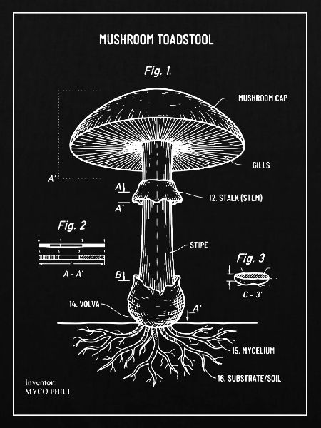 Toadstoolpilz-Blaupausendiagramm
