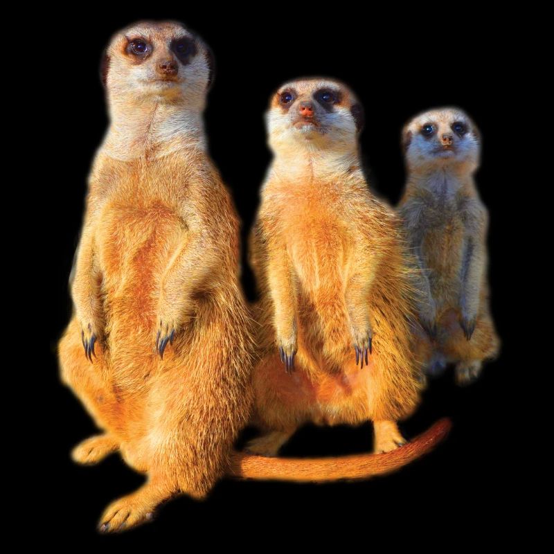 cool mignon mignon mignonne famille de suricates mignon