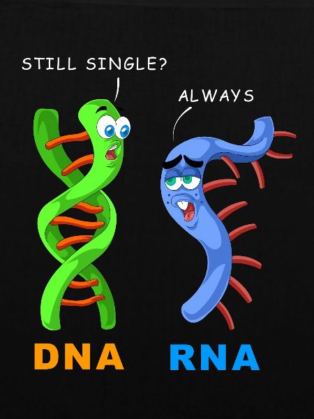 DNA-RNA noch einzeln