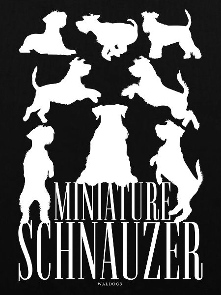 Zwergschnauzer