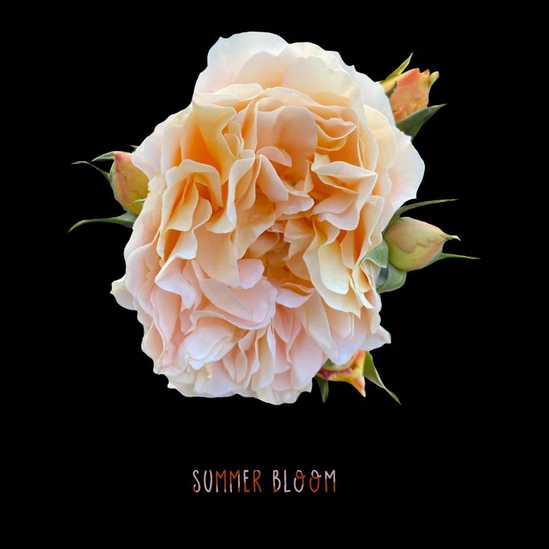Summer Bloom2