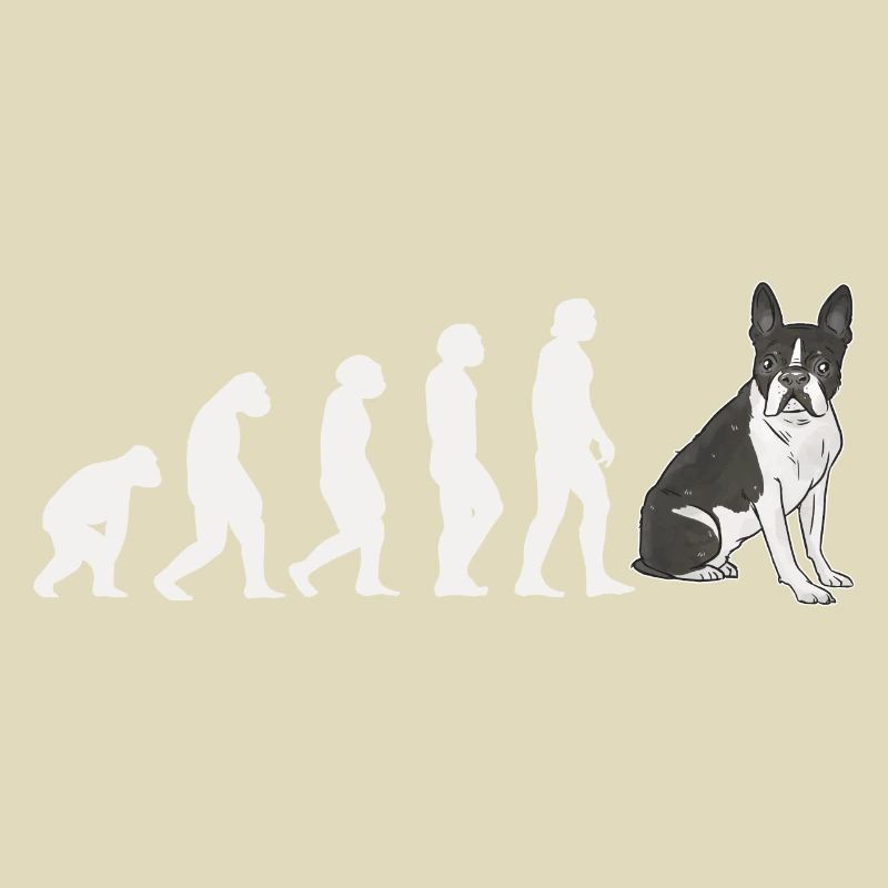 Evolution Boston Terrier