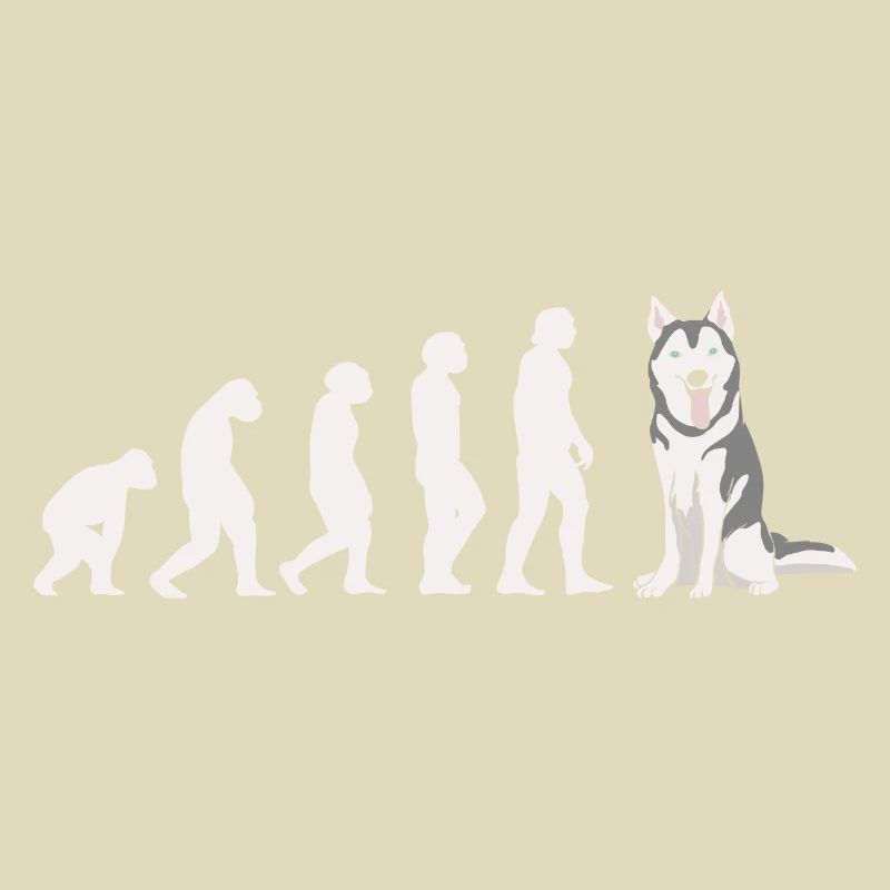 Evolution Husky sibérien