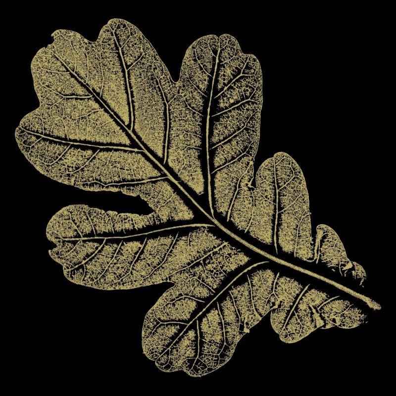 Feuille de chêne - Feuille/ Chêne - Naturel