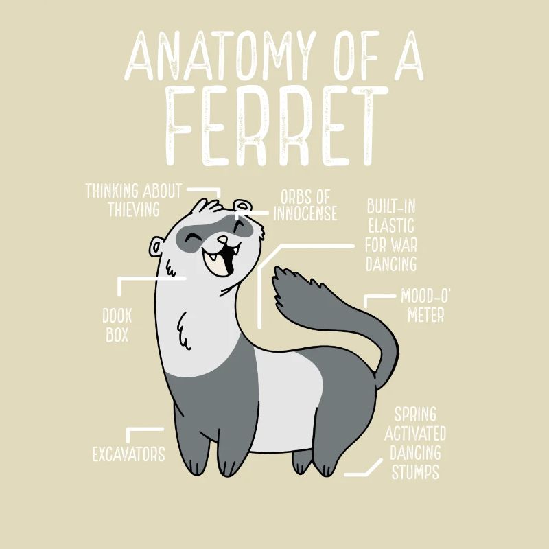 Anatomie Eines Frettchens