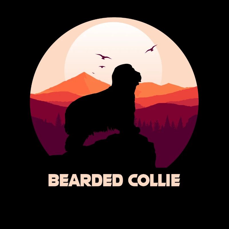 Bearded Collie