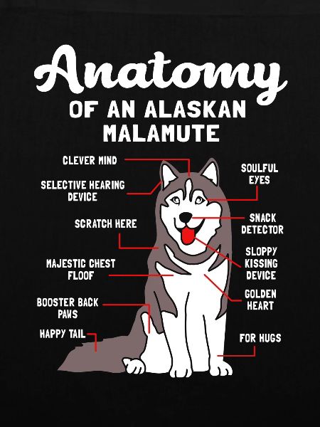 Malamute