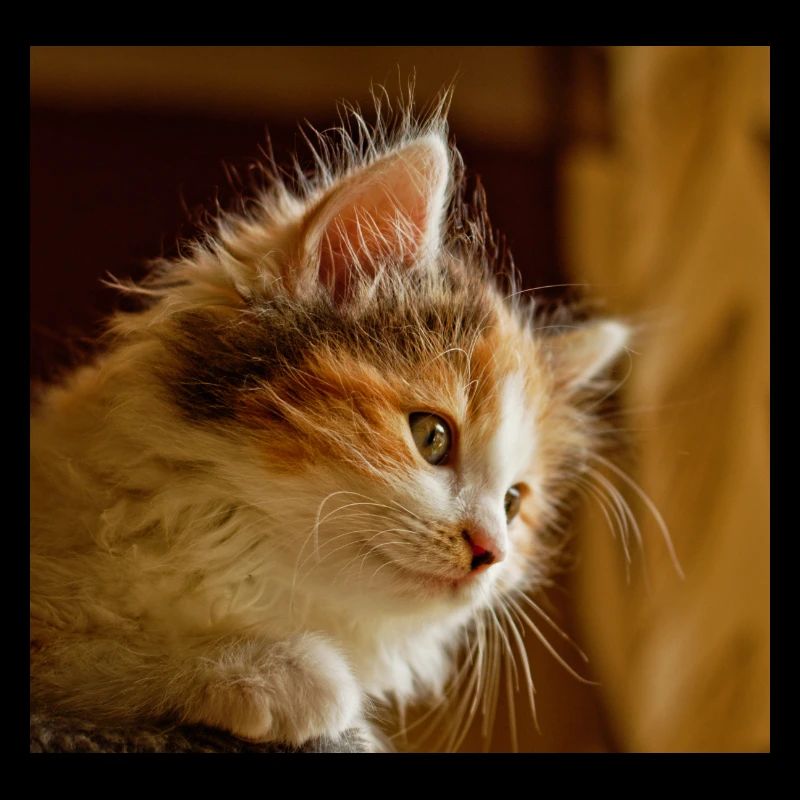 chat masque de chat masque de chat masque de chat