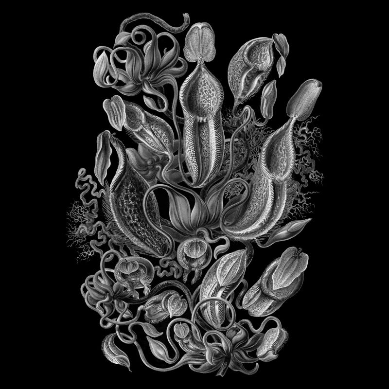 blume-vergrößert-weiß