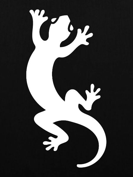Salamander