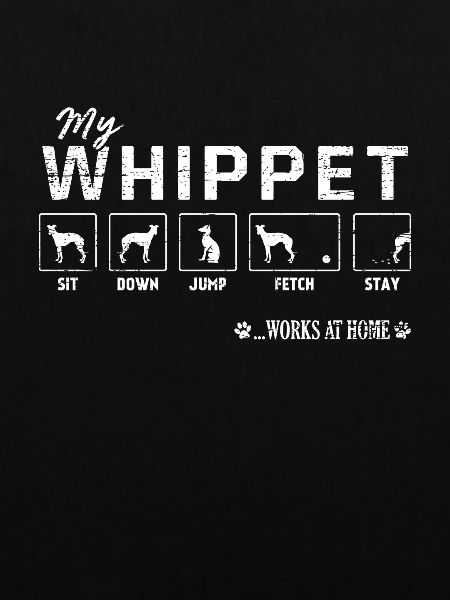 Mein Whippet